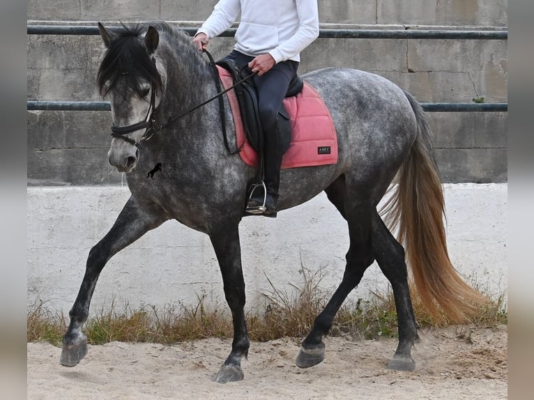 PRE Mix Giumenta 4 Anni 170 cm Grigio in Menorca