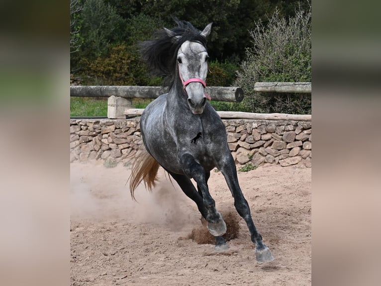 PRE Mix Giumenta 4 Anni 170 cm Grigio in Menorca