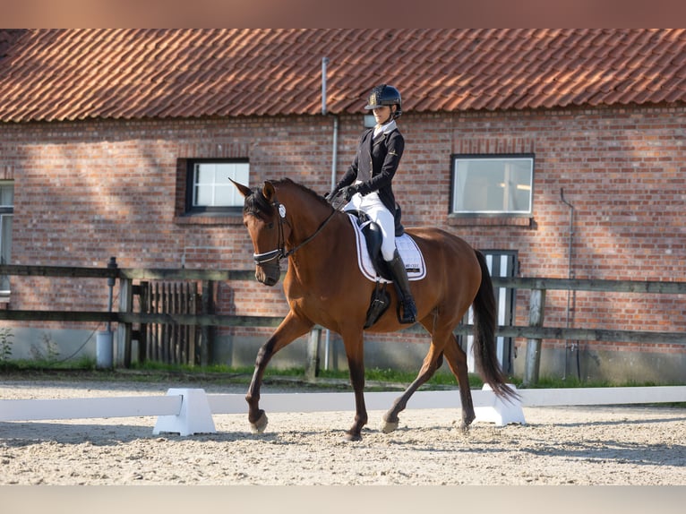 PRE Giumenta 4 Anni 171 cm Baio in Denderhoutem