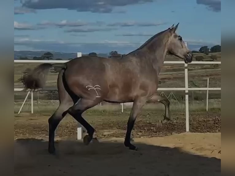 PRE Giumenta 4 Anni 177 cm Grigio trotinato in Navalvillar De Pela