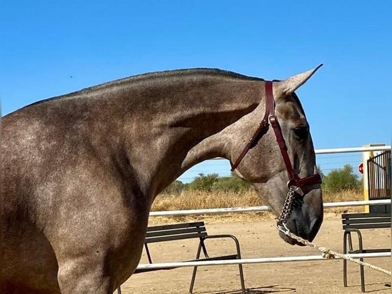 PRE Giumenta 4 Anni 177 cm Grigio trotinato in Navalvillar De Pela