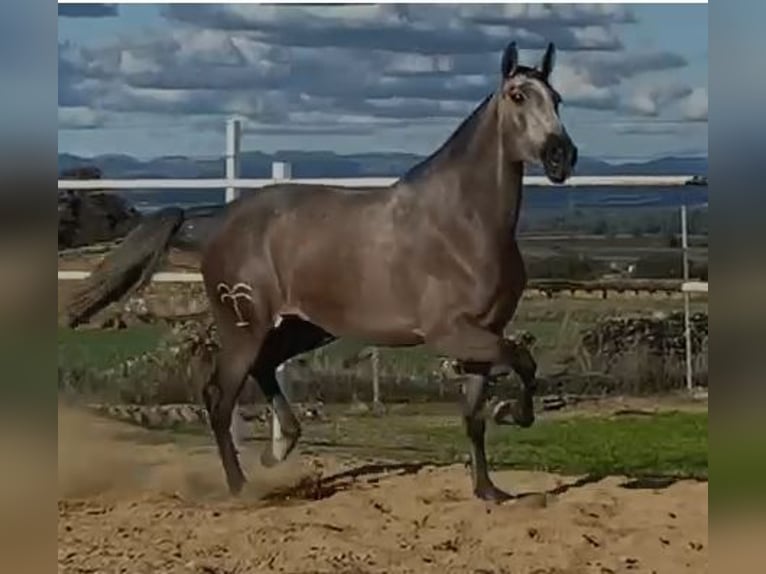 PRE Giumenta 4 Anni 177 cm Grigio trotinato in Navalvillar De Pela