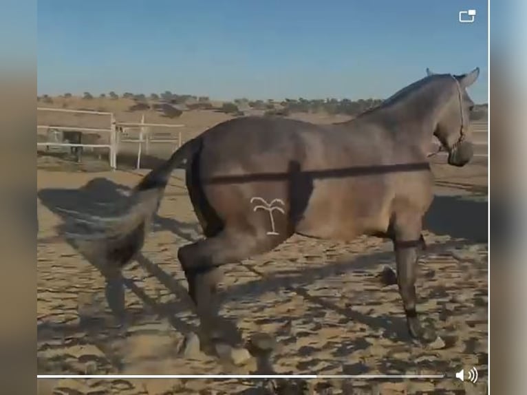 PRE Giumenta 4 Anni 177 cm Grigio trotinato in Navalvillar De Pela