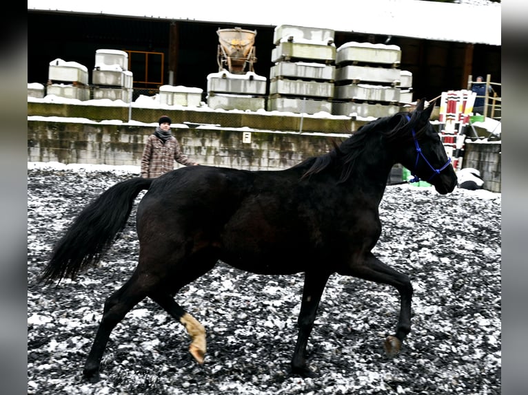 PRE Giumenta 4 Anni Morello in Küssaberg