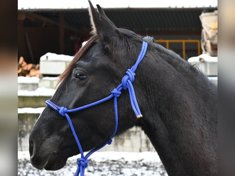 PRE Giumenta 4 Anni Morello in Küssaberg