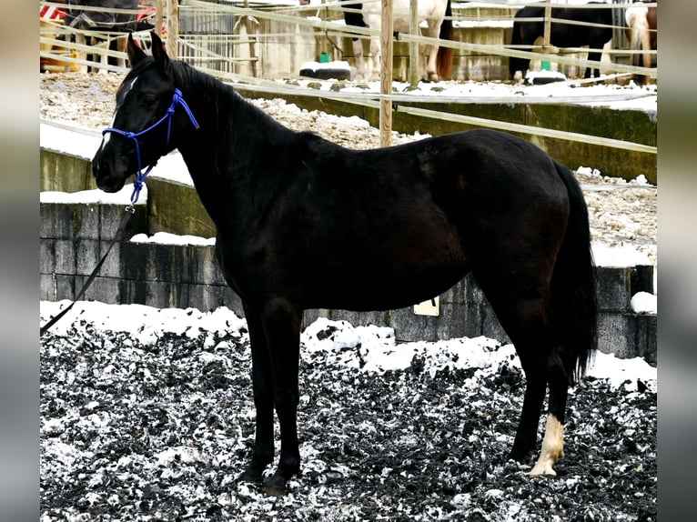 PRE Giumenta 4 Anni Morello in Küssaberg