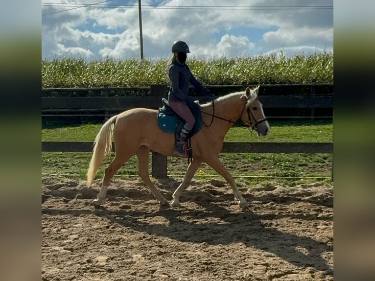 PRE Mix Giumenta 4 Anni Palomino in Daleiden