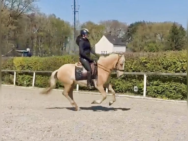 PRE Mix Giumenta 5 Anni 150 cm Palomino in Neustadt (Wied)