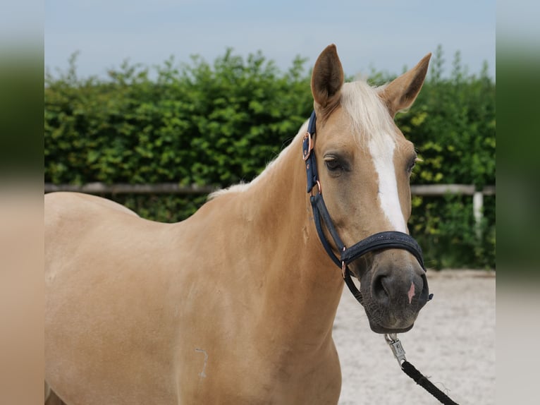 PRE Mix Giumenta 5 Anni 150 cm Palomino in Neustadt (Wied)