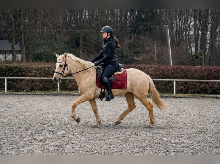 PRE Mix Giumenta 5 Anni 150 cm Palomino in Neustadt (Wied)
