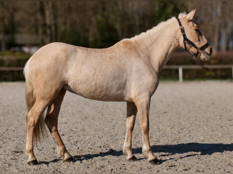 PRE Mix Giumenta 5 Anni 150 cm Palomino in Neustadt (Wied)