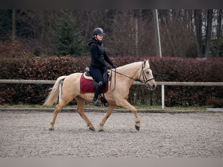 PRE Mix Giumenta 5 Anni 150 cm Palomino in Neustadt (Wied)