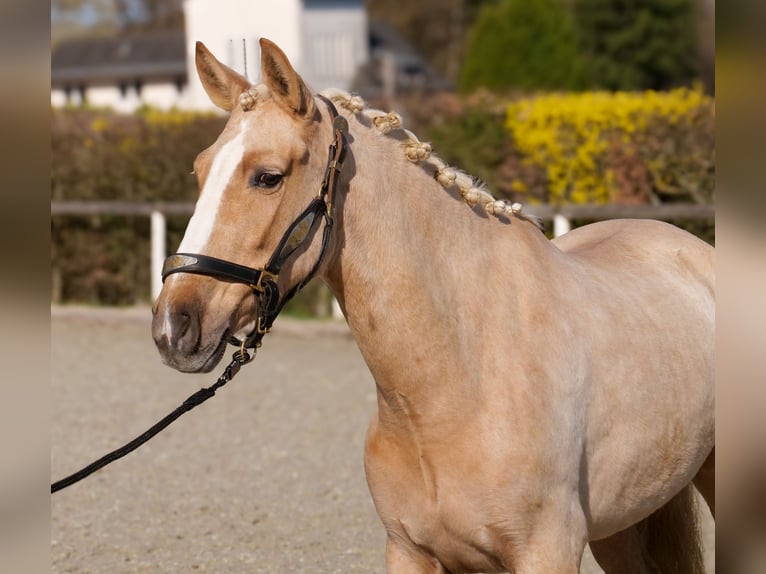 PRE Mix Giumenta 5 Anni 150 cm Palomino in Neustadt (Wied)