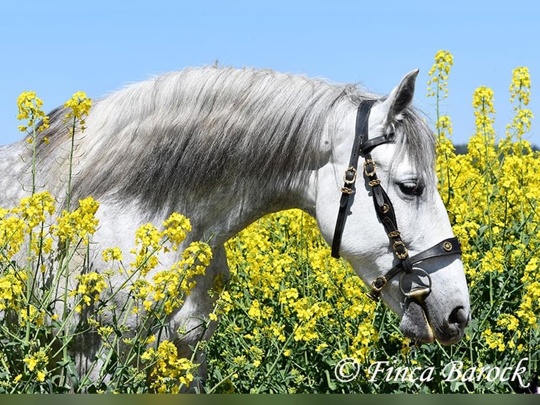 PRE Giumenta 5 Anni 151 cm Grigio in Wiebelsheim