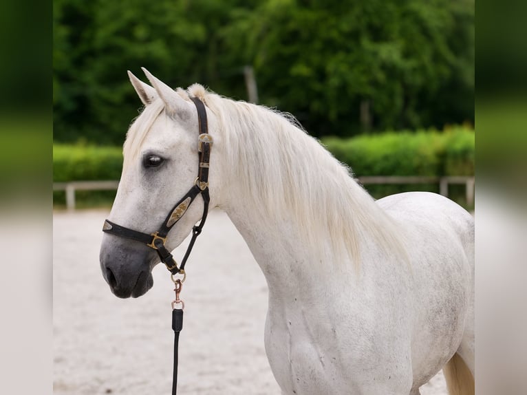 PRE Mix Giumenta 5 Anni 154 cm Grigio in Neustadt (Wied)