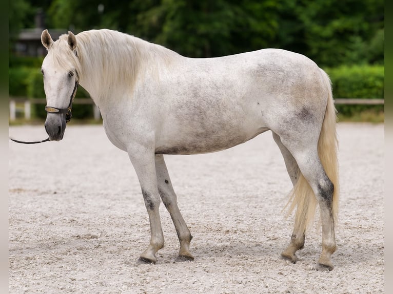 PRE Mix Giumenta 5 Anni 154 cm Grigio in Neustadt (Wied)