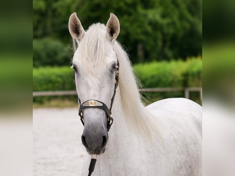 PRE Mix Giumenta 5 Anni 154 cm Grigio in Neustadt (Wied)