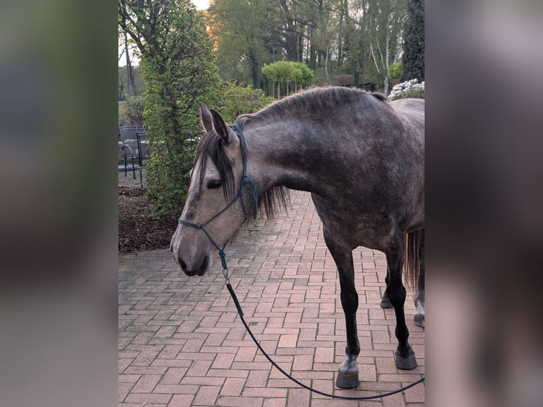 PRE Mix Giumenta 5 Anni 154 cm Grigio in Ostbevern