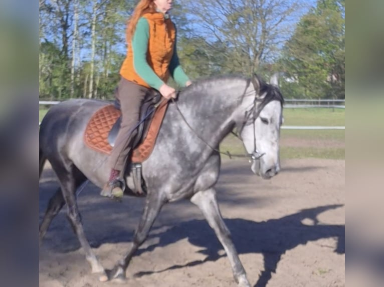 PRE Mix Giumenta 5 Anni 154 cm Grigio in Ostbevern