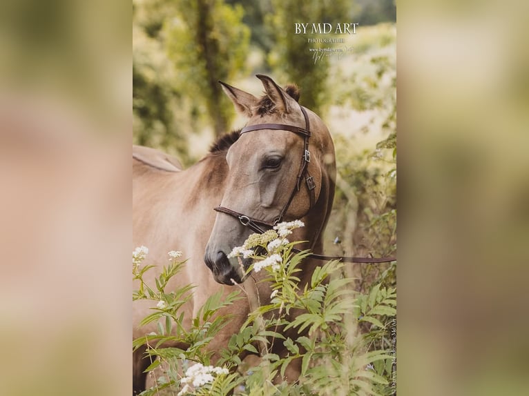 PRE Giumenta 5 Anni 155 cm Falbo in Lamorlaye