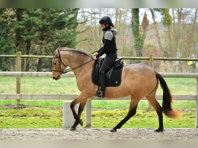 PRE Giumenta 5 Anni 155 cm Falbo in Lamorlaye