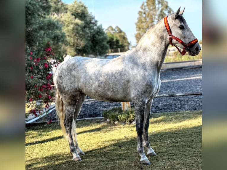 PRE Mix Giumenta 5 Anni 155 cm Grigio in Sevilla