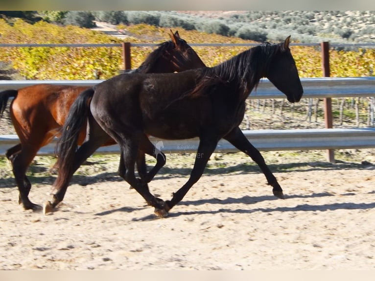 PRE Giumenta 5 Anni 155 cm Morello in Miralvalles