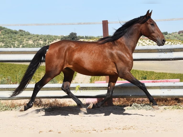 PRE Giumenta 5 Anni 156 cm Baio in Provinz Cordoba