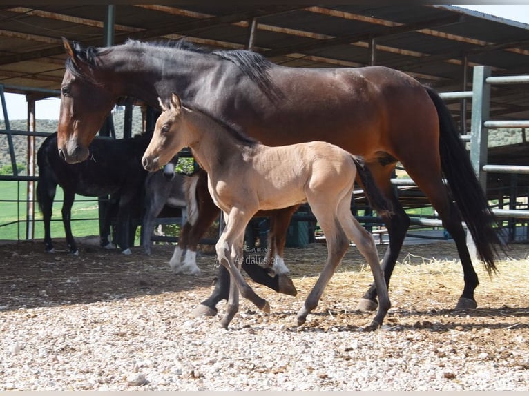 PRE Giumenta 5 Anni 156 cm Baio in Provinz Cordoba