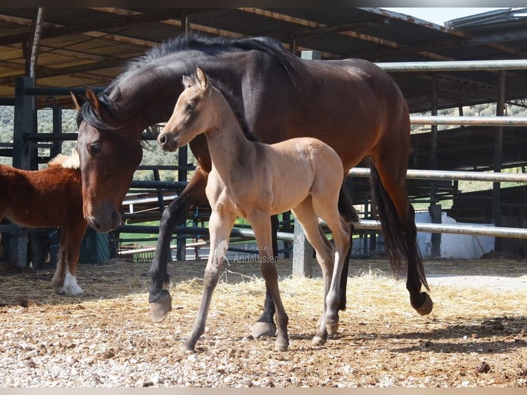 PRE Giumenta 5 Anni 156 cm Baio in Provinz Cordoba
