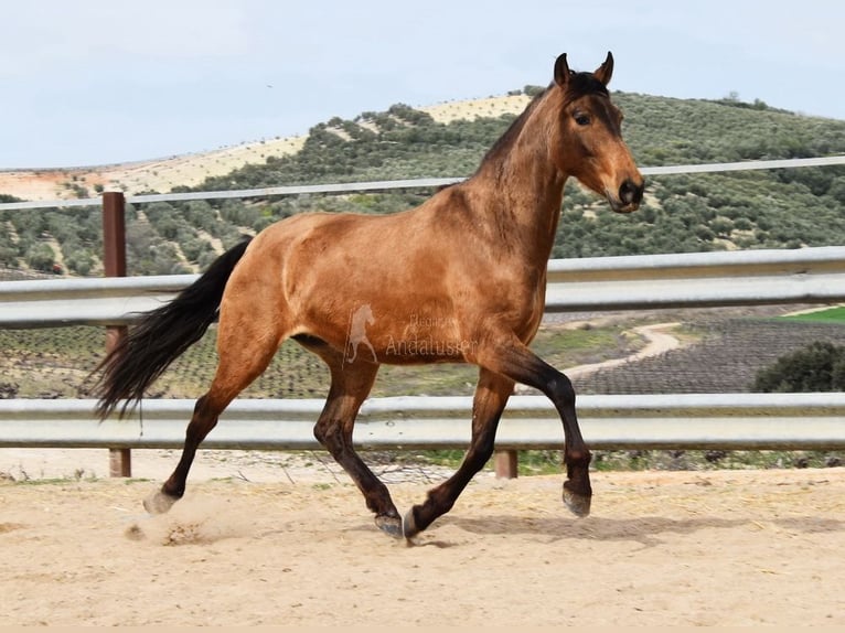 PRE Giumenta 5 Anni 156 cm Falbo in Provinz Cordoba