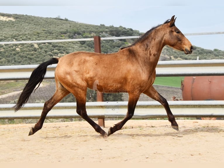 PRE Giumenta 5 Anni 156 cm Falbo in Provinz Cordoba