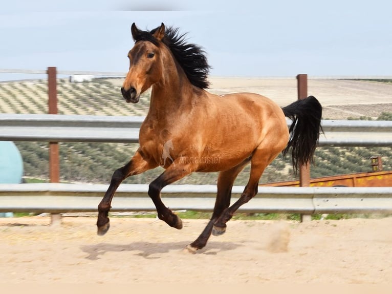 PRE Giumenta 5 Anni 156 cm Falbo in Provinz Cordoba