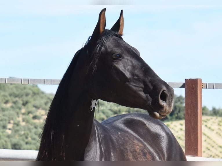 PRE Giumenta 5 Anni 157 cm Morello in Miralvalles