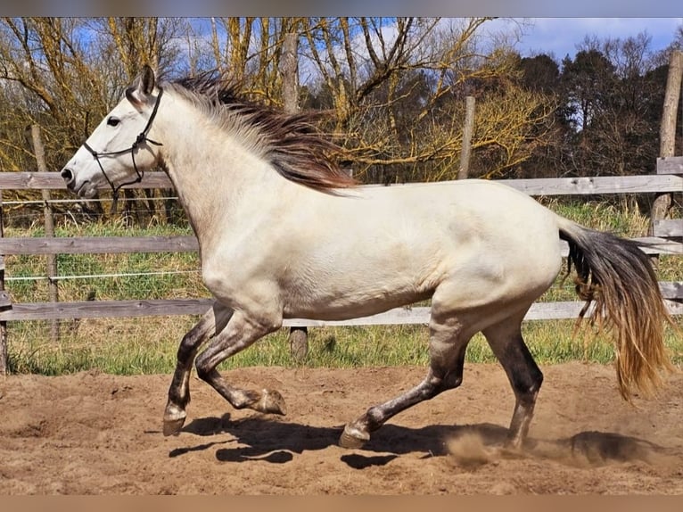 PRE Mix Giumenta 5 Anni 158 cm Grigio in Thyrow