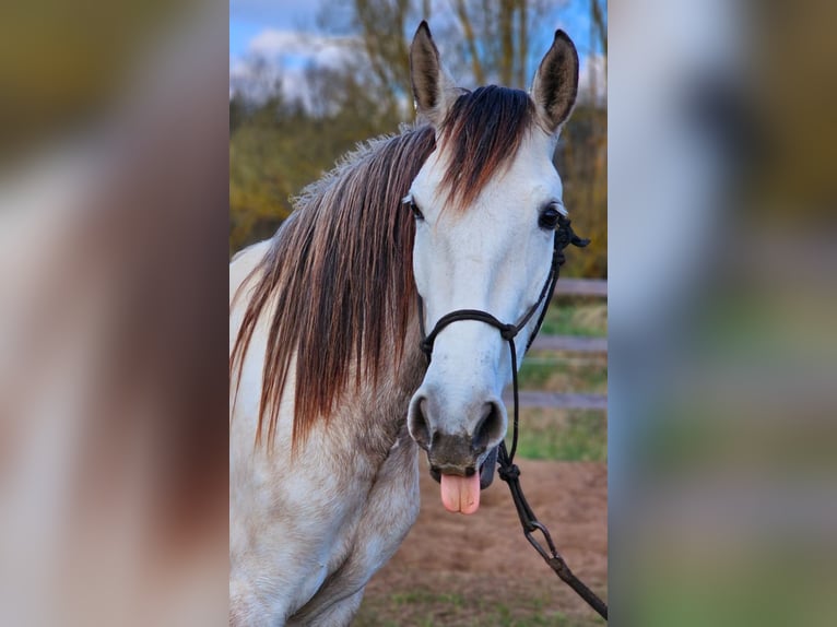 PRE Mix Giumenta 5 Anni 158 cm Grigio in Thyrow