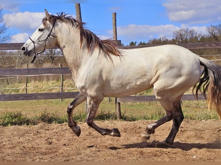 PRE Mix Giumenta 5 Anni 158 cm Grigio in Thyrow