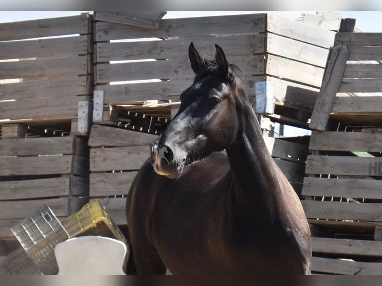 PRE Giumenta 5 Anni 158 cm Morello in Provinz Granada