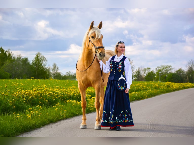 PRE Mix Giumenta 5 Anni 158 cm Palomino in Enebakkneset