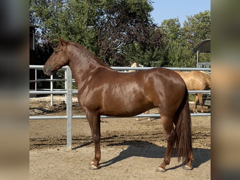 PRE Giumenta 5 Anni 158 cm Sauro in StahnsdorfStahnsdorf