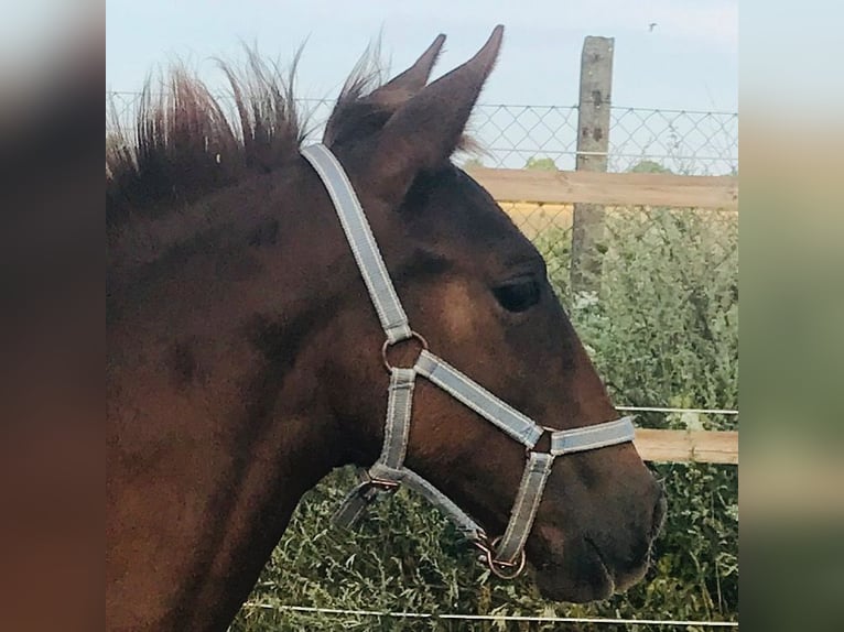 PRE Giumenta 5 Anni 158 cm Sauro in StahnsdorfStahnsdorf