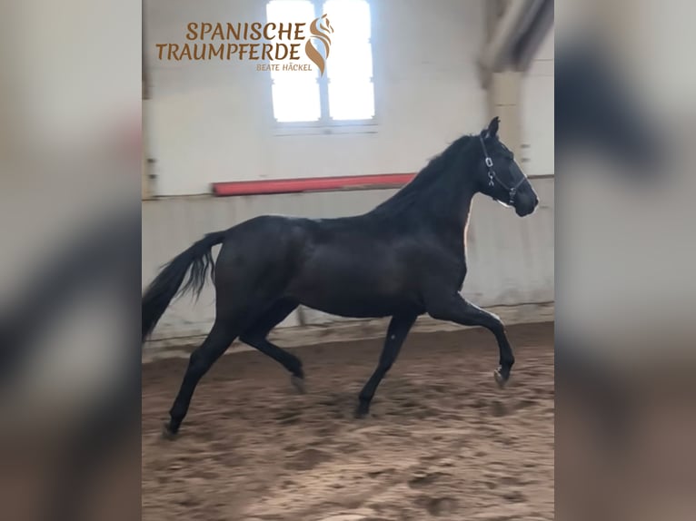 PRE Mix Giumenta 5 Anni 159 cm Morello in Traventhal