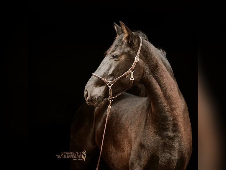 PRE Mix Giumenta 5 Anni 159 cm Morello in Traventhal