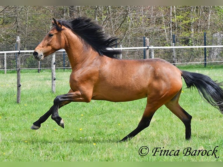 PRE Giumenta 5 Anni 160 cm Baio in Wiebelsheim