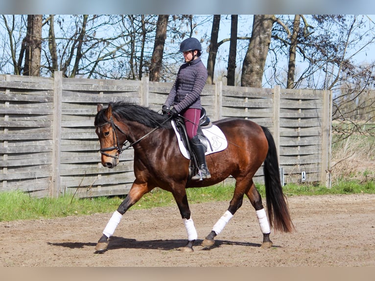 PRE Mix Giumenta 5 Anni 160 cm Baio in Wremen