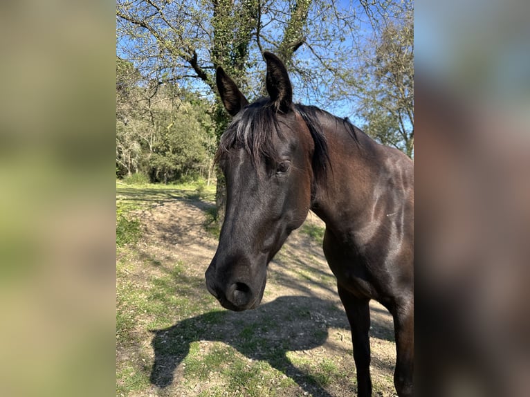 PRE Mix Giumenta 5 Anni 160 cm Baio scuro in Caldes De Malavella