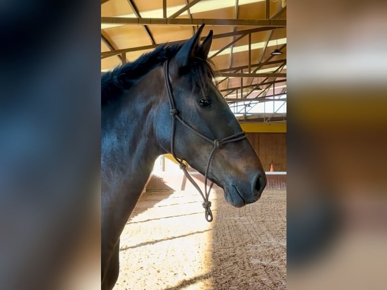 PRE Giumenta 5 Anni 160 cm in El Catllar