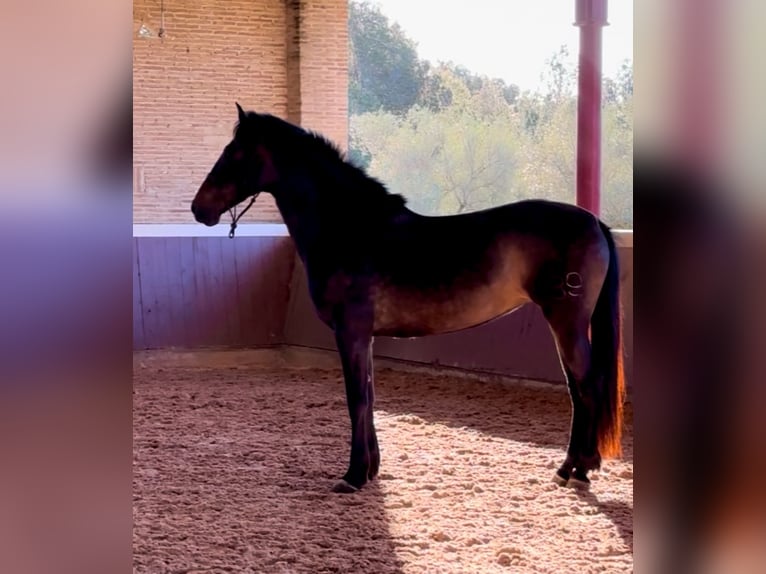 PRE Giumenta 5 Anni 160 cm in El Catllar