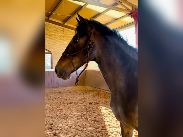 PRE Giumenta 5 Anni 160 cm in El Catllar