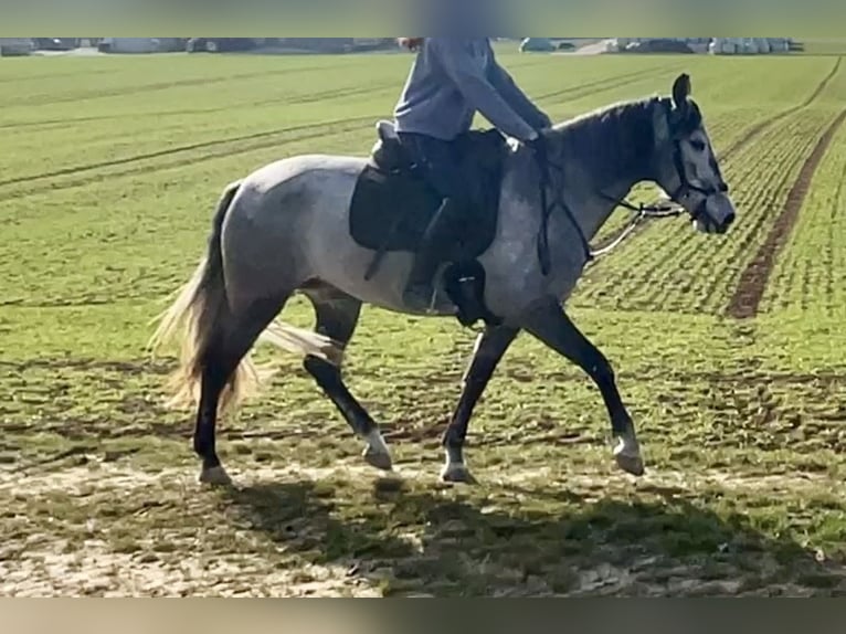PRE Mix Giumenta 5 Anni 160 cm Leardo in Würzburg